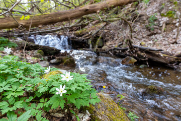 Anemonen im Wald Bodetal Harz