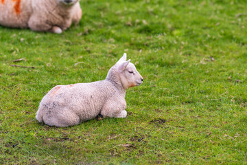 Baby lamb born in spring on green field shot in Perthshire Scotland month of May.  room for text © Michael Connor Photo