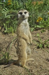 Animals are a traditionally (since the time of Aristotle) distinguished category of organisms, currently considered as a biological kingdom. Animals are the main object of zoology study.