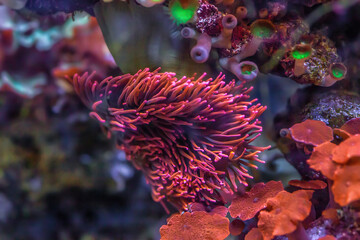 Sherman Rose Bubble Tip Anemone in sea. Pink Entacmaea quadricolor plants in reef aquarium, soft focus © dmf87