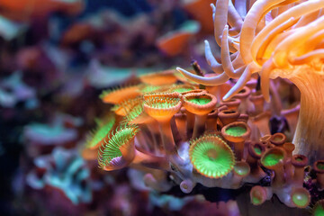 Button zoanthids orange and green polyps in sea. Zoanthus sea anemone in aquarium. Palythoa mutuki colony