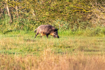 Wildschwein auf einer Wiese am Pramort.