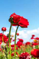 Naklejka premium Red Ranunculus flowers. Red blooming buttercup flowers against blue sky with clouds.
