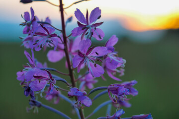 Fototapeta na wymiar Sunset flower