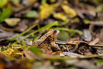 frog in the forest