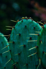 cactus in bloom © Михаил Анашкин