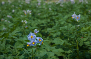 Blue yellow flowers of potato on green field. Agricultural lila flowering potatoes field with green healthy leaves, close up. Blue potato bush Gardening background.