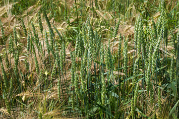 Fototapeta premium View of mixed yellow-green stalks of wheat and barley standing on a plantation in summer