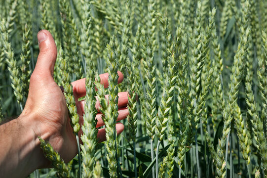 agronomist's review green ear of wheat, close-up, agriculture