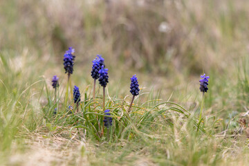 Grape_hyacinth flowers in the meadow