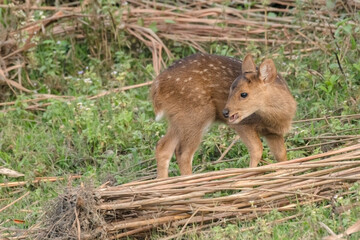 Close up of a baby Hog Deer (Hyelaphus porcinus) in the grass land just beside the safari track at Kaziranga National Park.