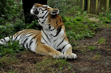 Animals are a traditionally (since the time of Aristotle) distinguished category of organisms, currently considered as a biological kingdom. Animals are the main object of zoology study.