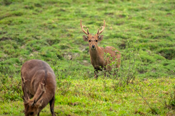 Naklejka na ściany i meble Close up of a Swamp Deer in the grass land just beside the safari track at Kaziranga National Park.