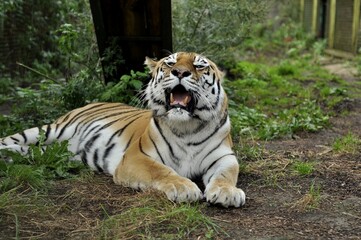 Animals are a traditionally (since the time of Aristotle) distinguished category of organisms, currently considered as a biological kingdom. Animals are the main object of zoology study.