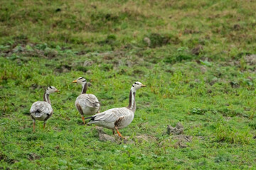 Bar Headed Goose on the safari track at Kaziranga National Park.