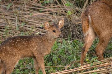 Close up of a baby Hog Deer (Hyelaphus porcinus) in the grass land just beside the safari track at Kaziranga National Park.