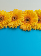 colorful composition with yellow flowers on a blue background
