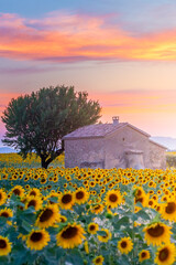 Valensole Plateau, Provence, France. sunflowers in summertime