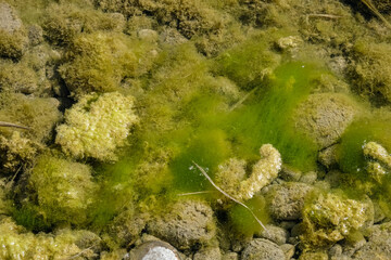 Green freshwater algae. Ecological concept. Durance river. Provence France. 