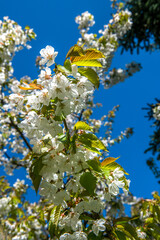 Kwitnące drzewa wiśni © Kamil_k2p