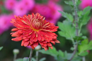 red dahlia flower