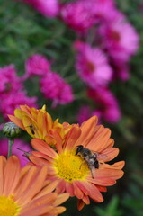 bee on a flower