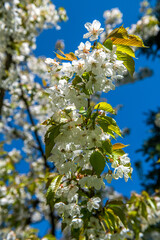 zbliżenie na kwiaty wiśni © Kamil_k2p