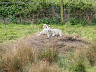 Fototapeta premium pair of lambs resting on a mound of hay in a farmers field