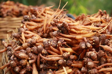 boesenbergia rotunda is an ancient medicine and also a condiment Thai herbal food Placed on the green natural background basket