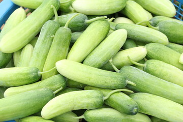 Beautiful green cucumber harvested from the garden