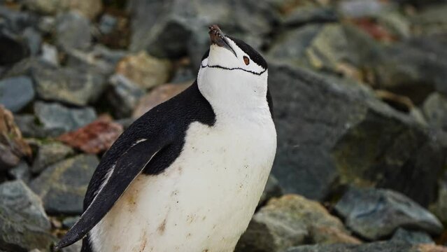 Closeup Of A Chinstrap Penguin Feeding On The Antarctic Coast.