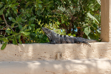 Mexican iguana on concrete wall. Black Spiny-tailed Iguana. Wildlife on Holbox Mexico