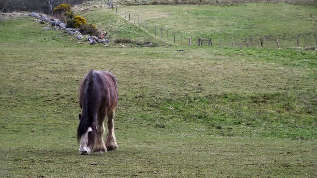 Static Shot Of A Brown Shire Horse Mare Grazing A Field On A Farm. Shot At Dawn In The Countryside Around Dundee And Kirriemuir In Scotland.