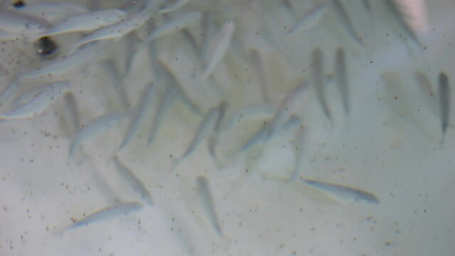 Following a school of flathead grey mullet fishes 