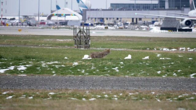 Lost Wolf Walks at Vancouver Airport on Grass Area, Airplanes Backdrop