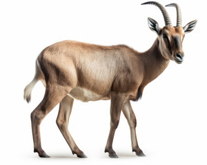 photo of goat antelope isolated on white background. Generative AI