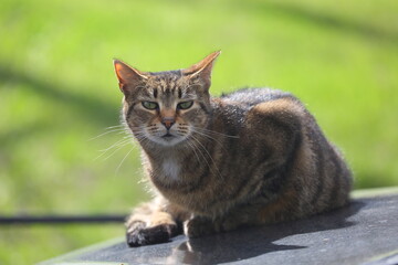 The cat is lying on the hood of the car
