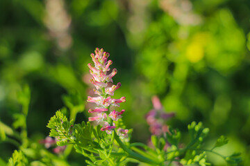 Fumaria officinalis, with its scientific name, is a flowering plant species belonging to the Papaveraceae family. It grows by itself in suitable places in Turkey.