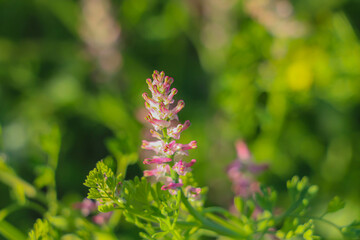 Fumaria officinalis, with its scientific name, is a flowering plant species belonging to the Papaveraceae family. It grows by itself in suitable places in Turkey.