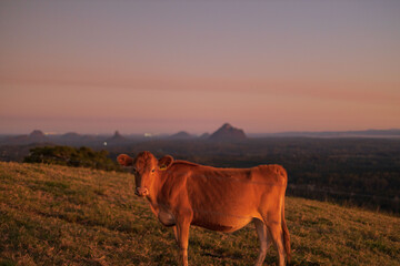 cow on a pasture