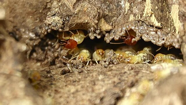 Close-up termite in termite mound