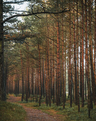 Pathway in the park. Gravel public road outdoors.