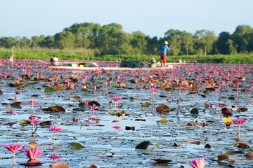 Fototapeta premium Crowded of blossom pink lotus in the lake with blurred fisherman on the wooden boat in background