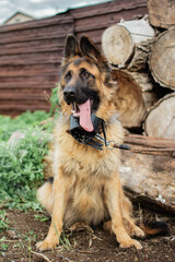 german shepherd dog