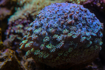 Fototapeta premium Meteor shower Cyphastrea stony coral - Cyphastrea sp