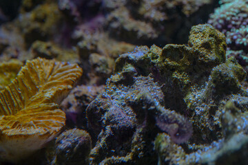 oxygen pearling on the reef coral