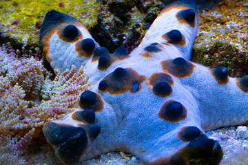 The horned Sea Star / Chocolate Chip Sea Star known as Protoreaster nodosus this species are from...
