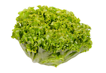 fresh picked lettuce for salad isolated on a white background