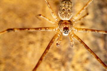 spider on the wall