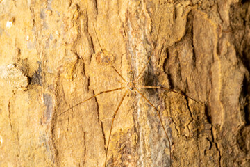 spider on tree